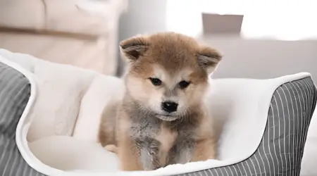 Why Is My Shiba Inu Not Fluffy