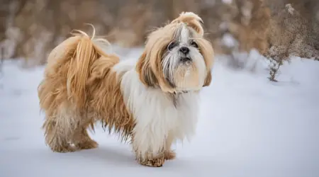 Are Shih Tzus double coated