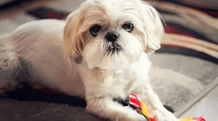 why do shih tzus lick their paws