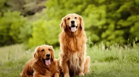 are golden retriever puppies hyper
