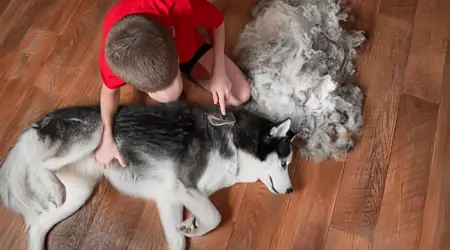 why is my husky shedding so much