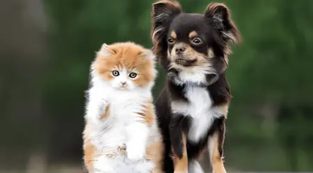 chihuahuas along with cats