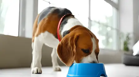 Do Beagles Like Blueberries